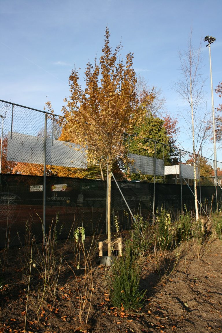 Nieuwe esdoorn