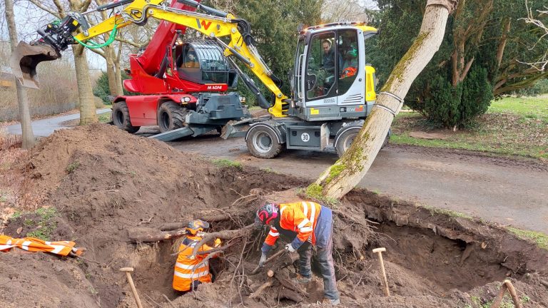 Boom verplaatsen Rijsterborgherpark