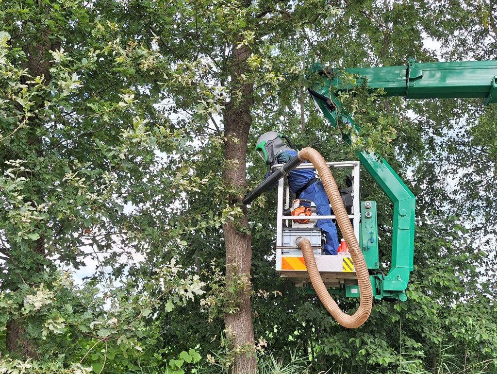 Wegzuigen eikenprocessierups