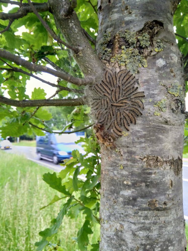 Eikenprocessierups