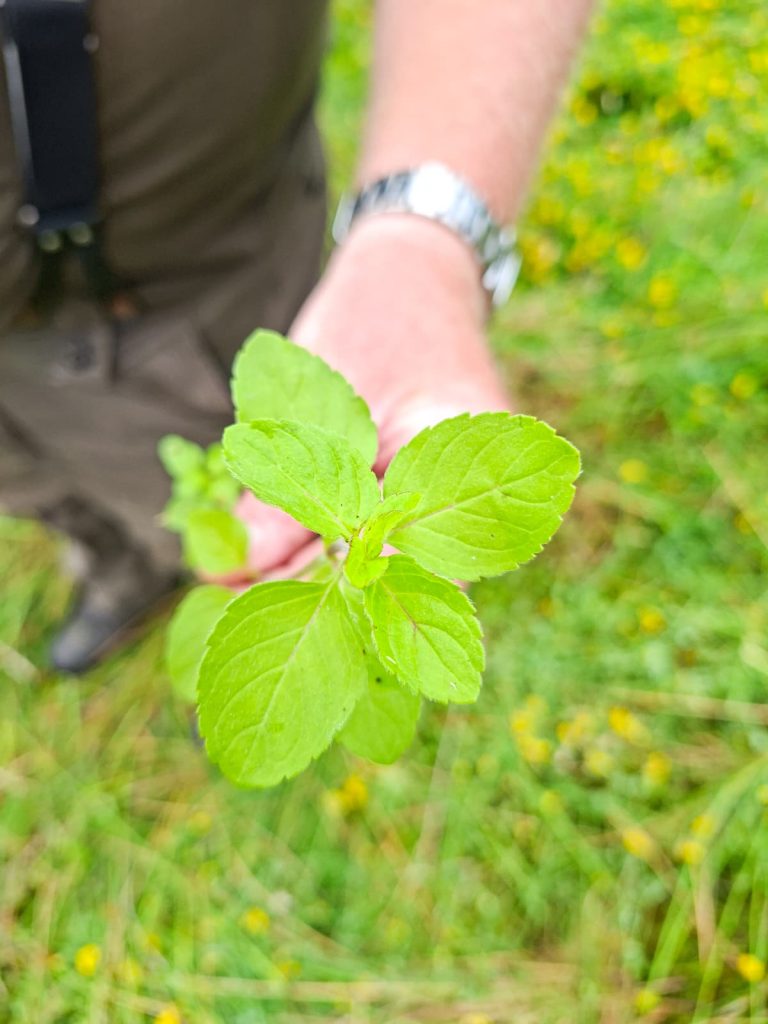 Wilde kruiden in Zandweteringspark