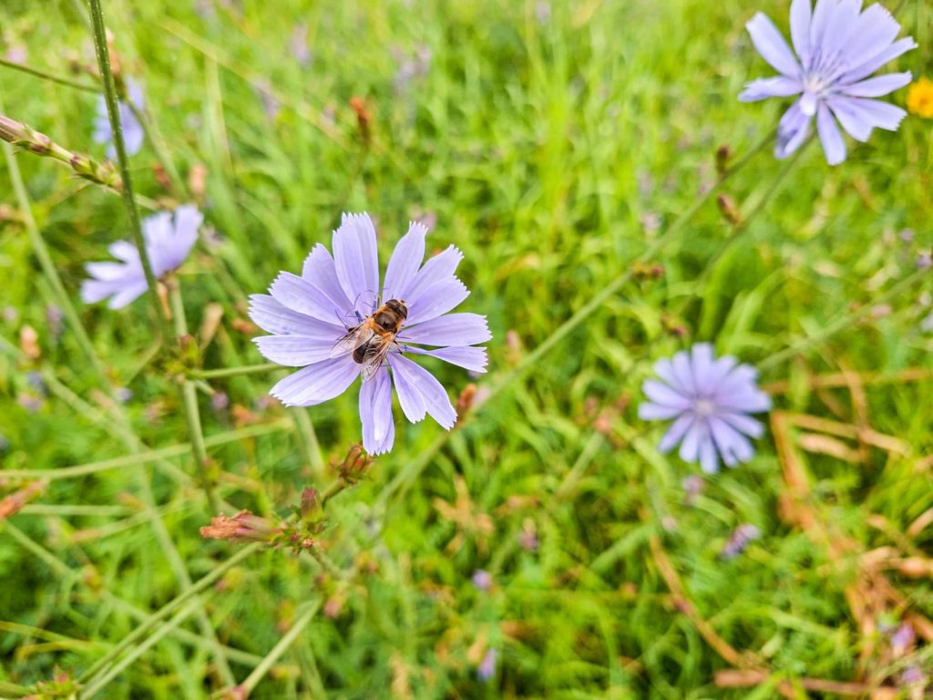 Wilde kruiden in Zandweteringspark