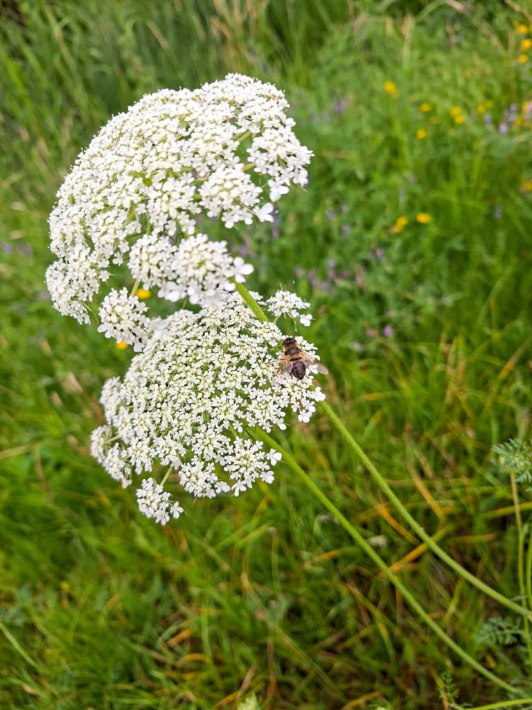 Wilde kruiden in Zandweteringspark