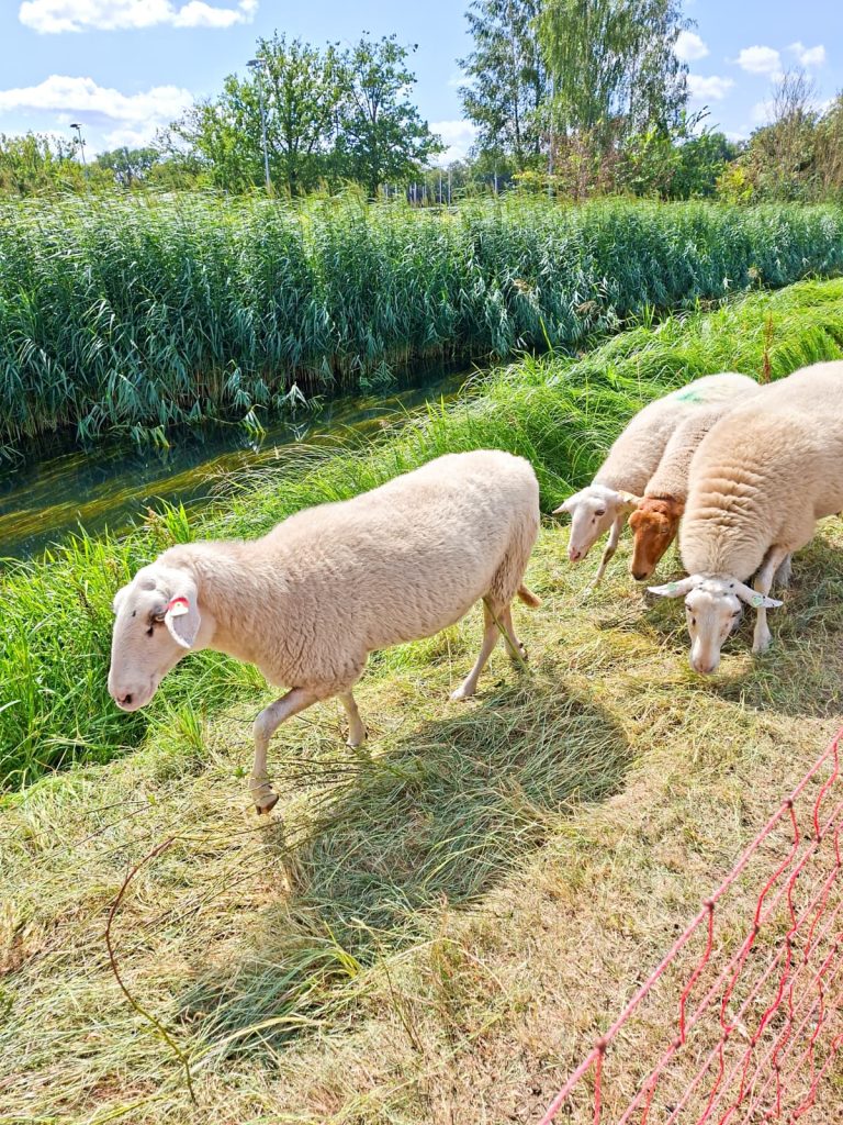Deventer Schaapskudde in Zandweteringspark